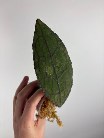 hoya clemensorium aceh splash A