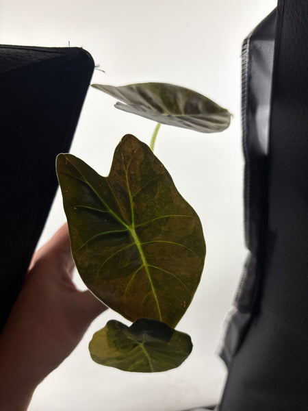 alocasia golden bone aurea C