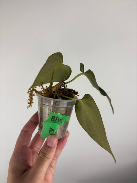Anthurium blue papi A