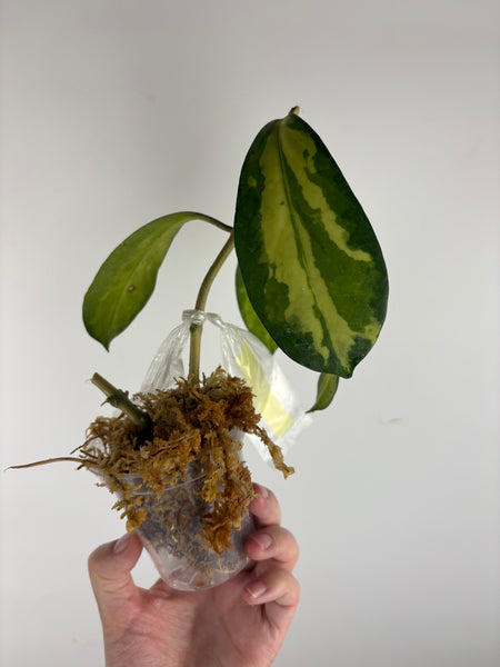 hoya diversifolia maharani A