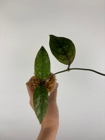 Hoya sp aceh gayo lues 5