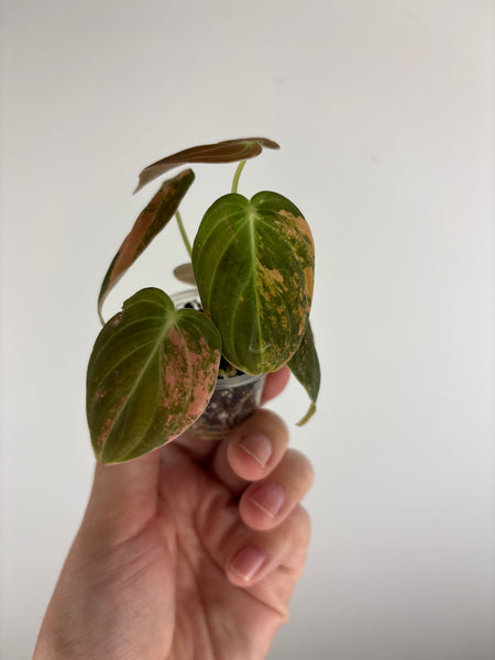philodendron melanochrysum orange variegated C
