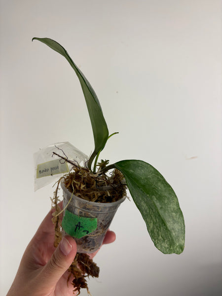 Hoya Latifolia 'rimba perak' A3
