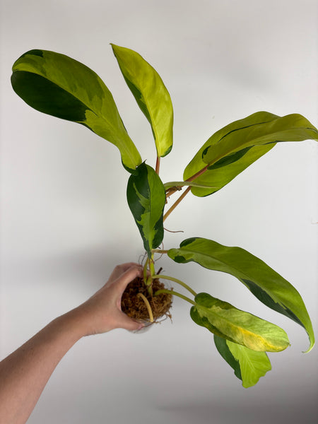 Philodendron thai sunrise