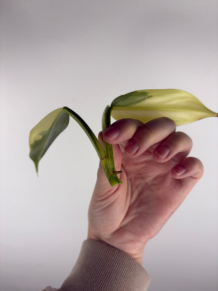 Philodendron silver sword variegated cutting