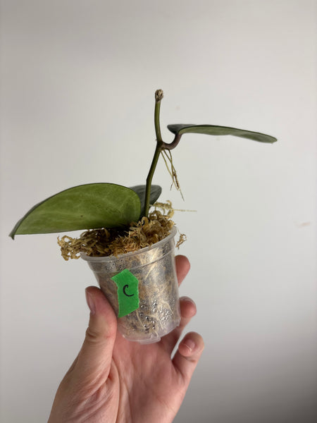 Hoya Latifolia silver C