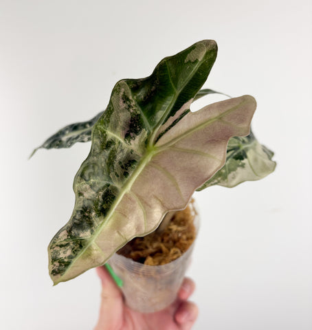 Alocasia amazonica polly variegated D