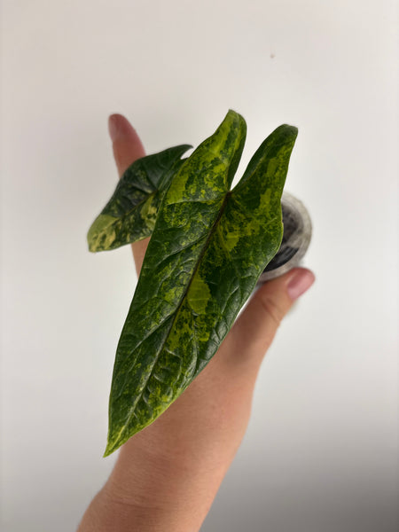 alocasia scalprum aurea variegated