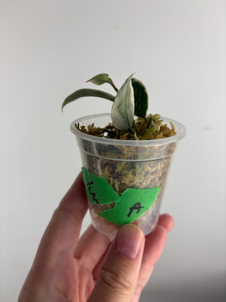 Hoya lacunosa ‘princess lumina’ A