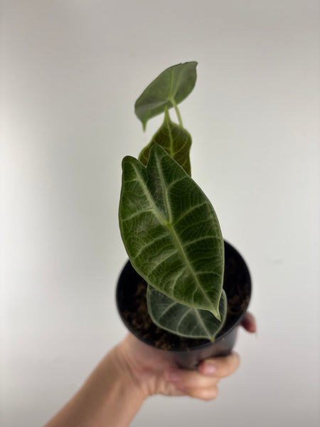 Alocasia Watsoniana low variegated aurea C