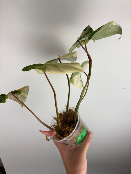 Philodendron gloriosum tricolour B (Thailand) unacclimated