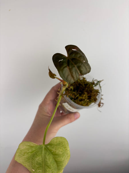 Anthurium xone seed as is