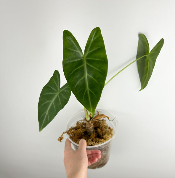 Alocasia sp kentawen