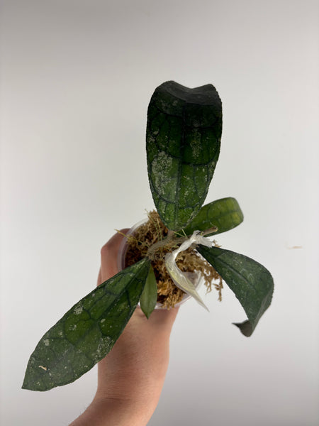 hoya clemensiorum waterfall B