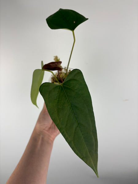 Anthurium Black sweet x blue pap A2
