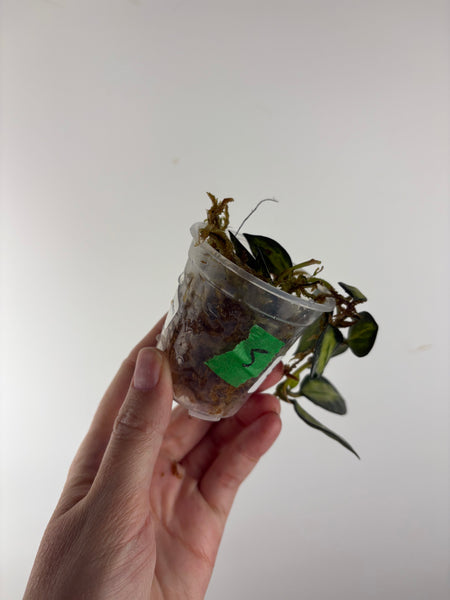 Hoya lacunosa queen midori 5