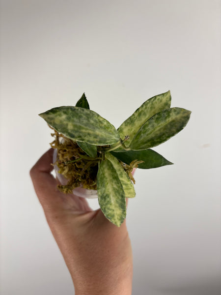hoya lacunosa peridot C
