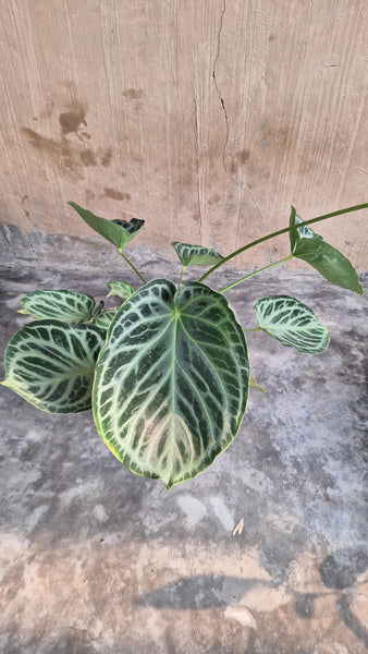 Anthurium silver tiger unacclimated large plant