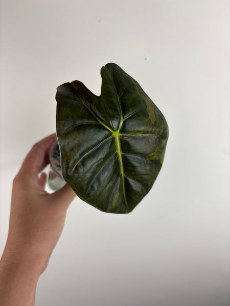 alocasia golden bone aurea B