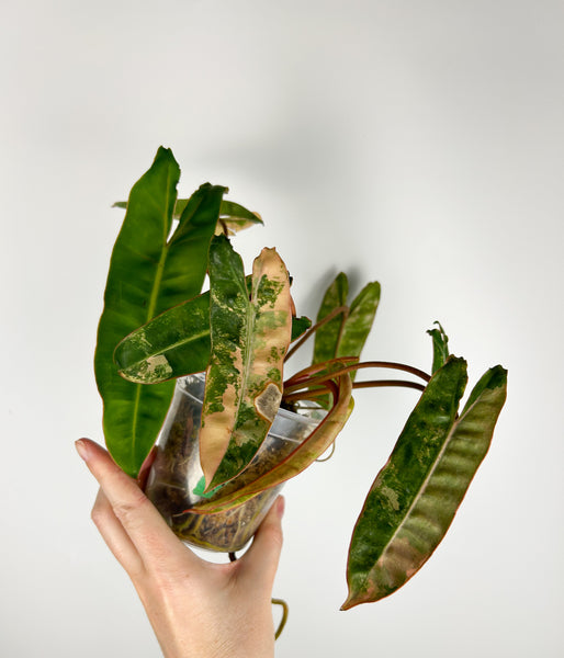 Philodendron billietiae variegated A