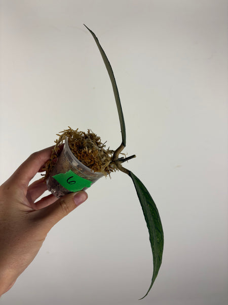 Hoya tanggamus patok besi 6