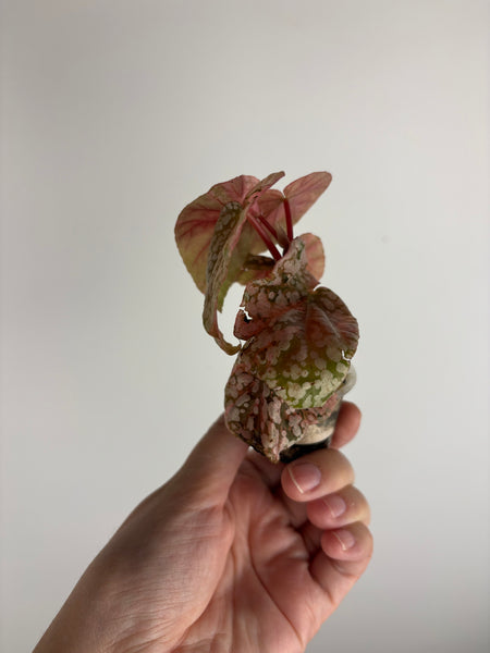 Begonia snow capped variegated 1