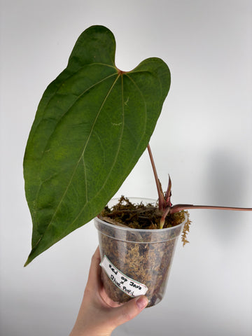 Anthurium red of Java x Blue papillilaminum as is