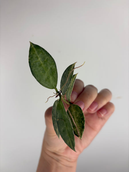 hoya lacunosa peridot cutting