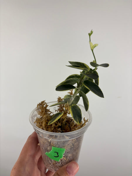 Hoya cumingiana 'Albo 3