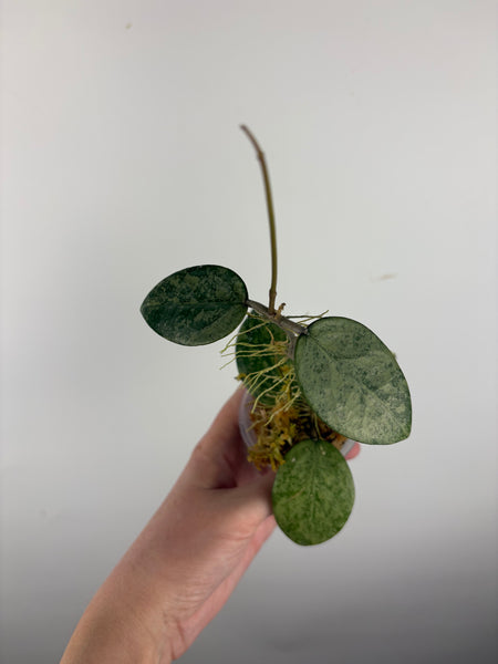 hoya verticillata pemalang galaxy B