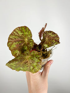 Begonia sizemoreae D - AS IS