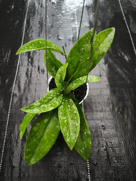 Hoya buntokensis giraffa unacclimated
