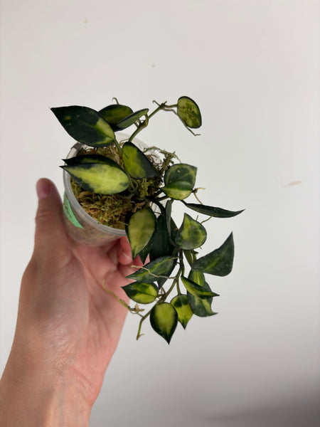 hoya lacunosa illumi E
