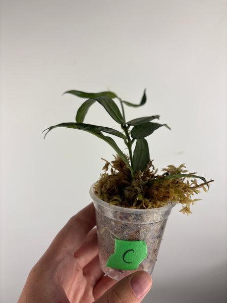 hoya pandurata silver C