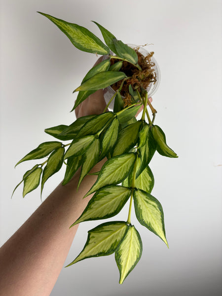 Hoya polyneura inner variegated full plant