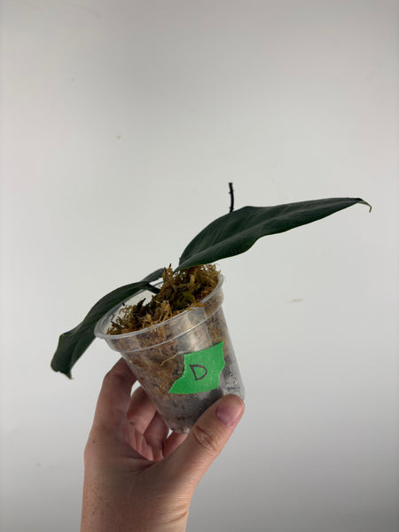 hoya Megalaster ubiyau D