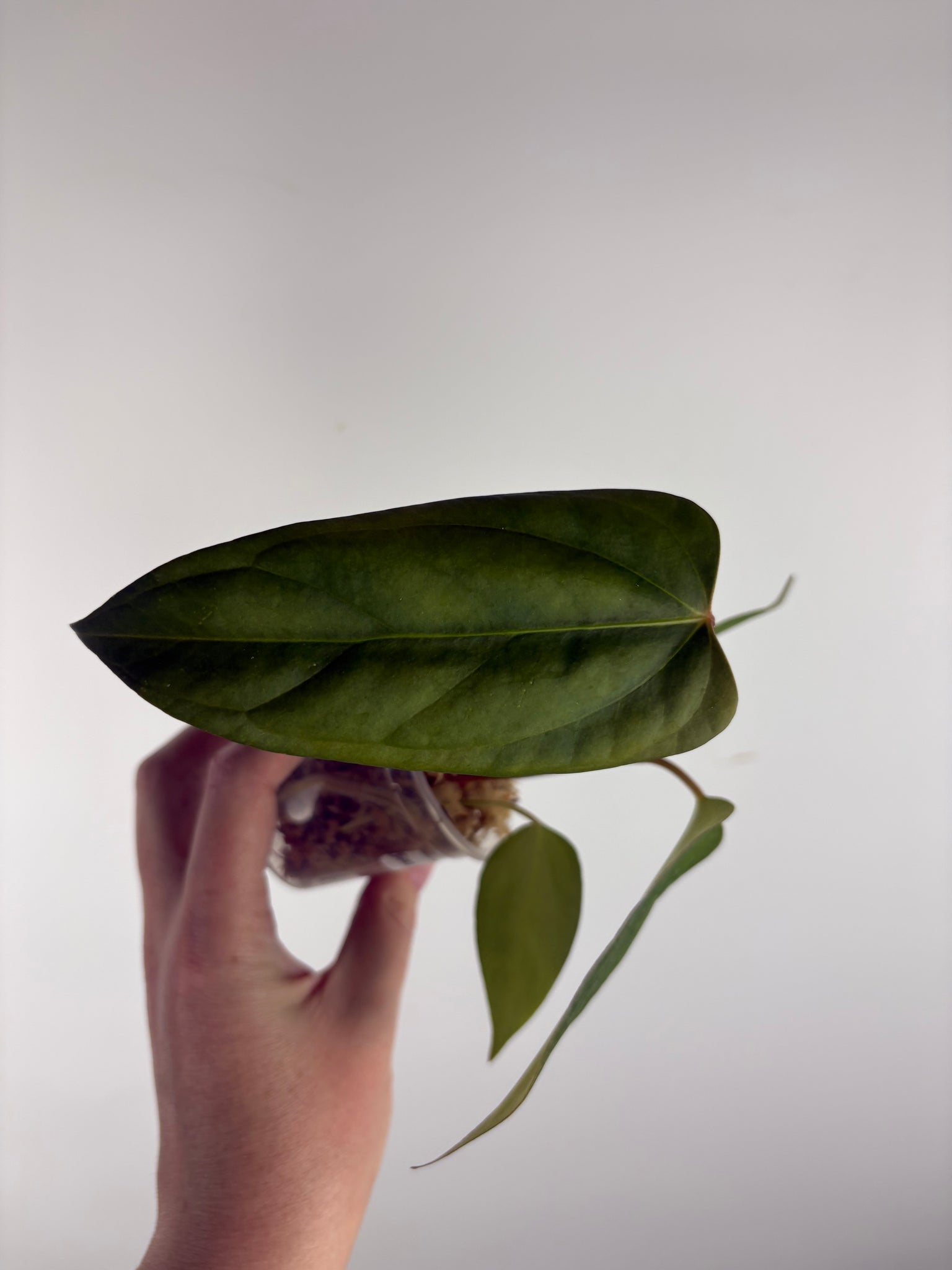 Anthurium Black sweet x panama B