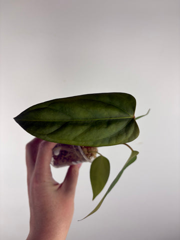 Anthurium Black sweet x panama B