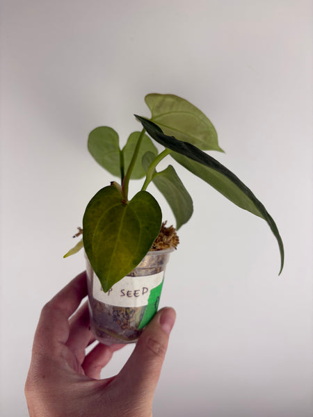 Anthurium dark phoenix seed A