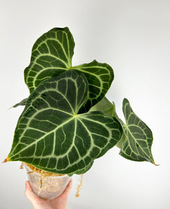 Anthurium King clarinervium hybrid A