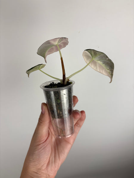 Alocasia black velvet pink