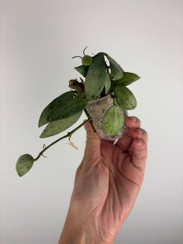 Hoya lacunosa sulcata 7B