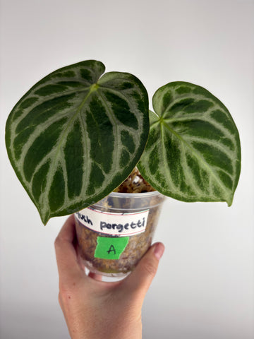 Anthurium silver blush x forgetii A