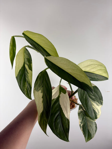 Monstera acacoyaguensis variegated A