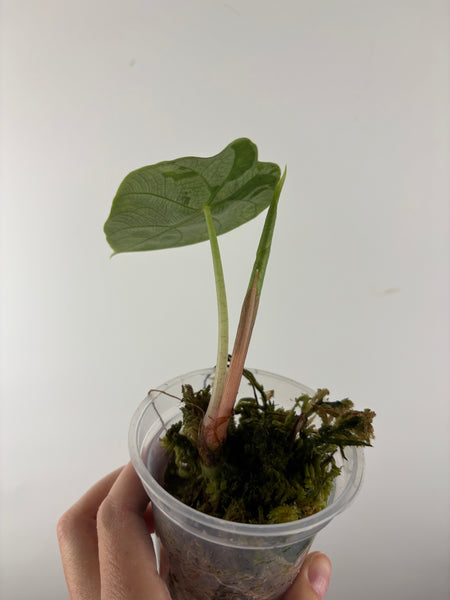 Alocasia prince of curup 1