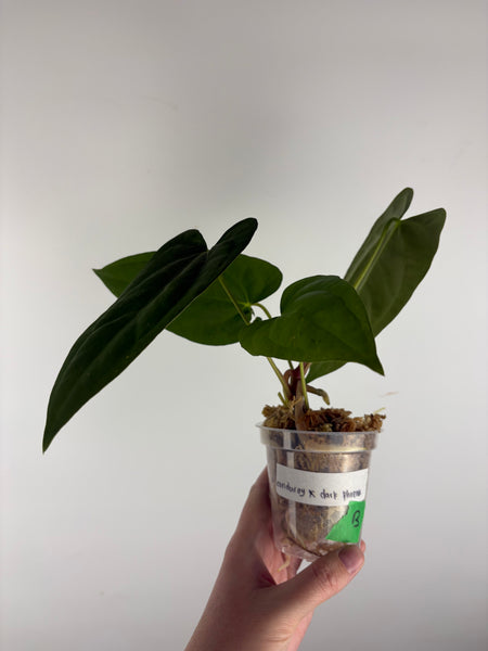 Anthurium Corduroy x dark pheonix B