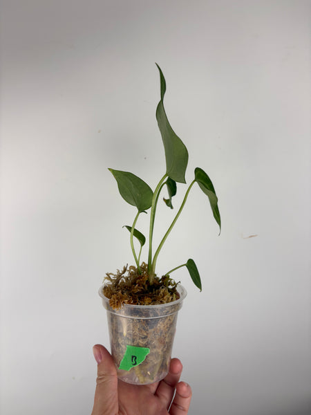 Anthurium king clari B