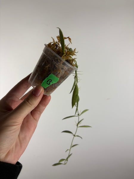 hoya tsangii albomarginata B