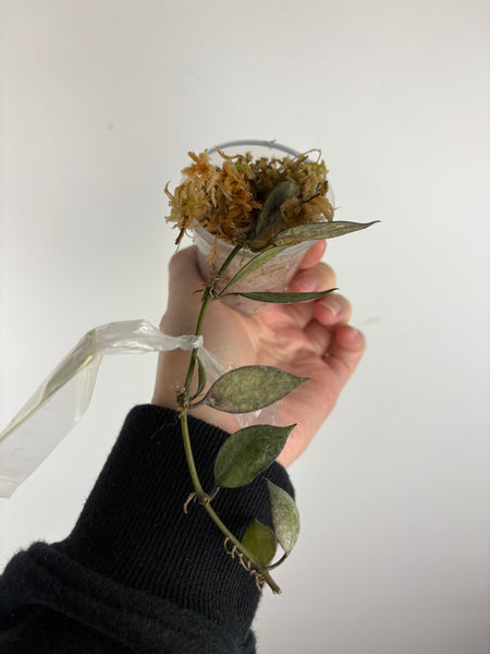 hoya lacunosa black pearl B