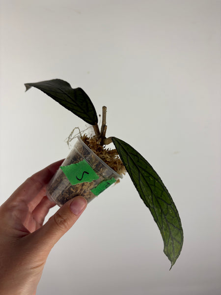 Hoya tanggamus patok besi 5